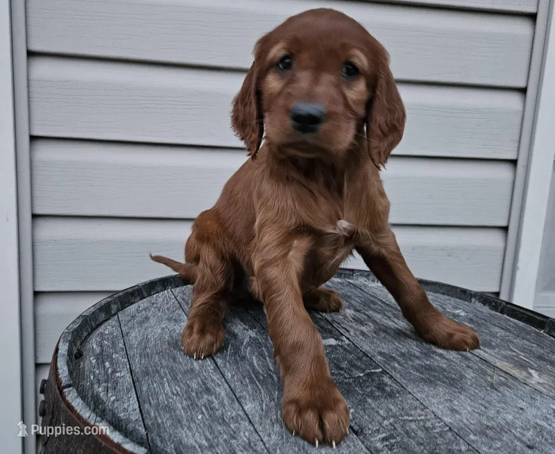Bethany – Irish Setter puppy for sale in Grabill, IN