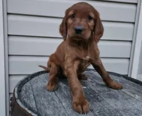 Bethany, a female Irish Setter for sale in Grabill, IN – Photo 1 of 10