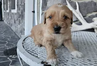 Bethany, a female Miniature Goldendoodle for sale in Grabill, IN – Photo 2 of 7