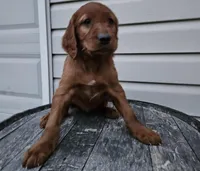 Bethany, a female Irish Setter for sale in Grabill, IN – Photo 8 of 10
