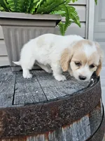 Kevin, a male Miniature Goldendoodle for sale in Grabill, IN – 9 of 10