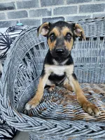 Lance, a male German Shepherd Dog for sale in Grabill, IN – 5 of 8