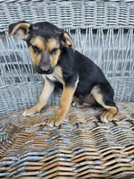 Lance, a male German Shepherd Dog for sale in Grabill, IN – 7 of 8