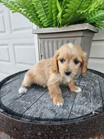 Benny, a male Miniature Goldendoodle for sale in Grabill, IN – 4 of 9