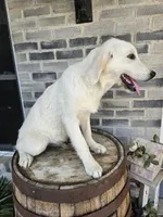 Kito, a male English Cream Golden Retriever for sale in Grabill, IN – 3 of 10