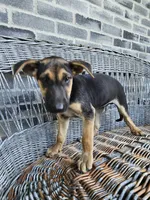Kevin, a male German Shepherd Dog for sale in Grabill, IN – 9 of 10