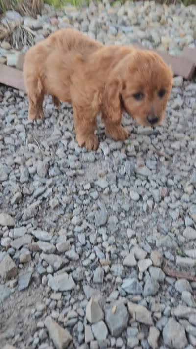 bella, a female Miniature Goldendoodle for sale in Grabill, IN – 10 of 10