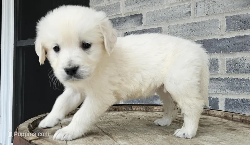 Lilly – English Cream Golden Retriever puppy for sale in Grabill, IN