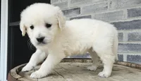 Lilly, a female English Cream Golden Retriever for sale in Grabill, IN – Photo 1 of 8