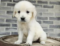 Lilly, a female English Cream Golden Retriever for sale in Grabill, IN – Photo 2 of 8