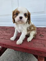 Jill, a female Cavalier King Charles Spaniel for sale in Grabill, IN – Photo 8 of 8