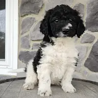 Jack, a male Miniature Goldendoodle for sale in Grabill, IN – Photo 2 of 9