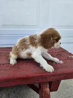 Jill, a female Cavalier King Charles Spaniel for sale in Grabill, IN – Photo 4 of 8