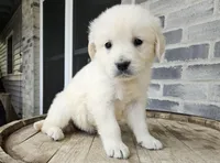 Lilly, a female English Cream Golden Retriever for sale in Grabill, IN – Photo 7 of 8