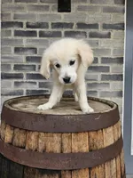 Lilly, a female English Cream Golden Retriever for sale in Grabill, IN – 2 of 8