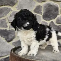 Jack, a male Miniature Goldendoodle for sale in Grabill, IN – Photo 5 of 9