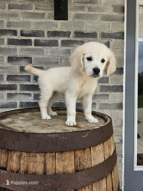Lilly – English Cream Golden Retriever puppy for sale in Grabill, IN