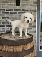 Lilly, a female English Cream Golden Retriever for sale in Grabill, IN – 1 of 8