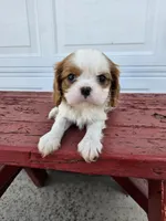 Jill, a female Cavalier King Charles Spaniel for sale in Grabill, IN – Photo 5 of 8