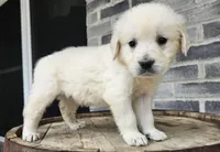 Lilly, a female English Cream Golden Retriever for sale in Grabill, IN – Photo 3 of 8