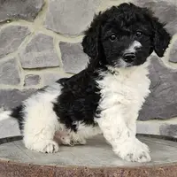 Jack, a male Miniature Goldendoodle for sale in Grabill, IN – Photo 1 of 9