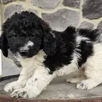 Jack, a male Miniature Goldendoodle for sale in Grabill, IN – Photo 4 of 9