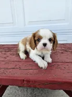 Jill, a female Cavalier King Charles Spaniel for sale in Grabill, IN – Photo 2 of 8