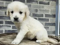 Lilly, a female English Cream Golden Retriever for sale in Grabill, IN – Photo 5 of 8