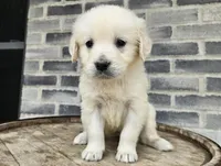 Lilly, a female English Cream Golden Retriever for sale in Grabill, IN – Photo 8 of 8