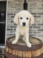 Lilly, a female English Cream Golden Retriever for sale in Grabill, IN – 3 of 8