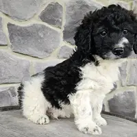 Jack, a male Miniature Goldendoodle for sale in Grabill, IN – Photo 6 of 9