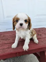 Jill, a female Cavalier King Charles Spaniel for sale in Grabill, IN – Photo 7 of 8