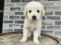 Lilly, a female English Cream Golden Retriever for sale in Grabill, IN – Photo 6 of 8
