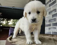 Lilly, a female English Cream Golden Retriever for sale in Grabill, IN – Photo 4 of 8