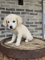 Lilly, a female English Cream Golden Retriever for sale in Grabill, IN – 4 of 8