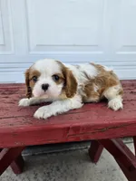 Jill, a female Cavalier King Charles Spaniel for sale in Grabill, IN – Photo 6 of 8