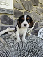 Sammy, a male Cavalier King Charles Spaniel for sale in Grabill, IN – 2 of 10
