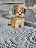 sally, a female Poodle - Toy  for sale in Grabill, IN – 6 of 10