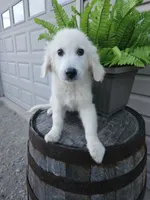 Clifford , a male English Cream Golden Retriever for sale in Grabill, IN – 3 of 10