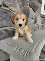 Modana, a female Goldendoodle and Huskydoodle for sale in Grabill, IN – Photo 5 of 10
