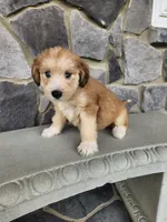 Modana, a female Goldendoodle and Huskydoodle for sale in Grabill, IN – Photo 4 of 10