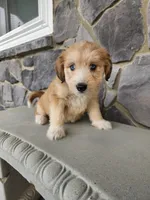 Modana, a female Goldendoodle and Huskydoodle for sale in Grabill, IN – Photo 2 of 10