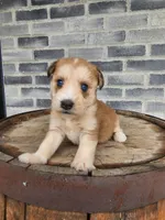 Modana, a female Goldendoodle and Huskydoodle for sale in Grabill, IN – Photo 9 of 10