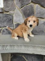 Modana, a female Goldendoodle and Huskydoodle for sale in Grabill, IN – Photo 3 of 10