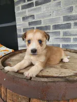 Modana, a female Goldendoodle and Huskydoodle for sale in Grabill, IN – Photo 10 of 10