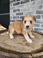 Modana, a female Goldendoodle and Huskydoodle for sale in Grabill, IN – Photo 8 of 10