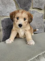 Modana, a female Goldendoodle and Huskydoodle for sale in Grabill, IN – Photo 1 of 10