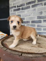 Modana, a female Goldendoodle and Huskydoodle for sale in Grabill, IN – Photo 7 of 10