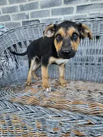 Lance, a male German Shepherd Dog for sale in Grabill, IN – 2 of 8