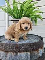hank, a male Goldendoodle for sale in Grabill, IN – 8 of 9